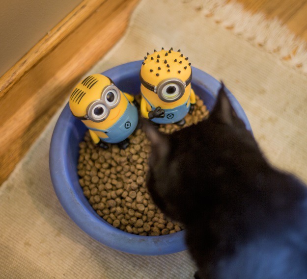 Minions in Cat Food