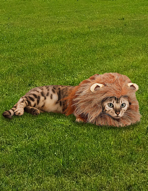 Cat Lion Costume