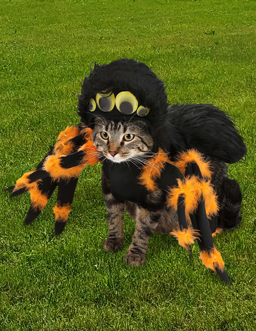 Cat Spider Costume