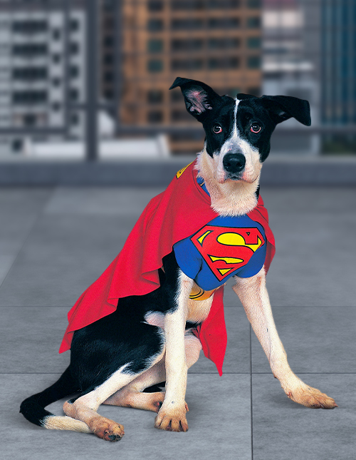 Superman Dog Costume