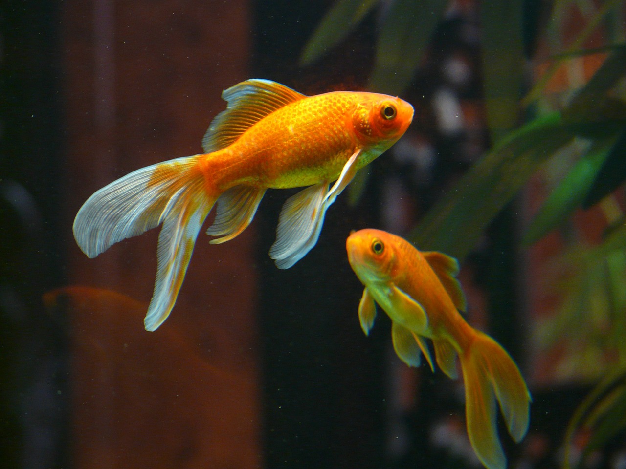 Aquarium maintenance tips and fish care guidelines