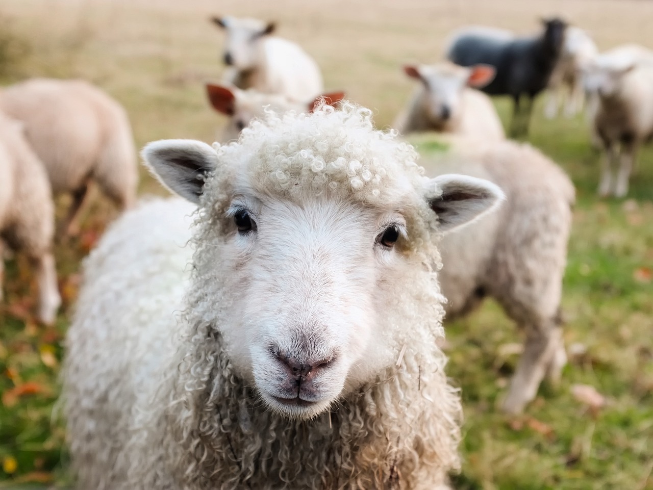 All About Sheep Facts and More