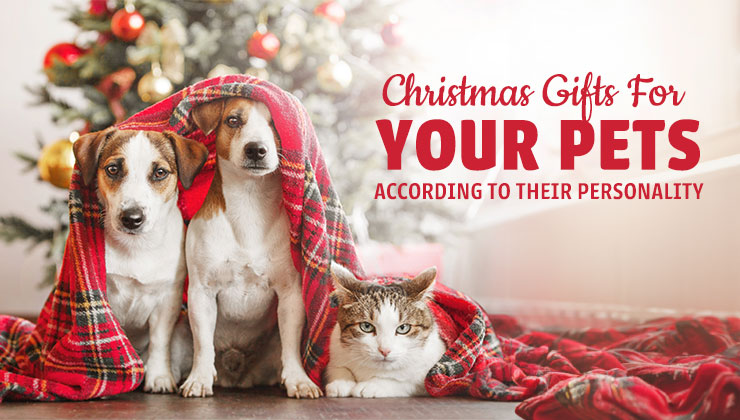Holiday Themed Pets with Gifts for Them