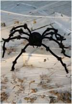 Poseable Black 50 inch Spider Alt 1