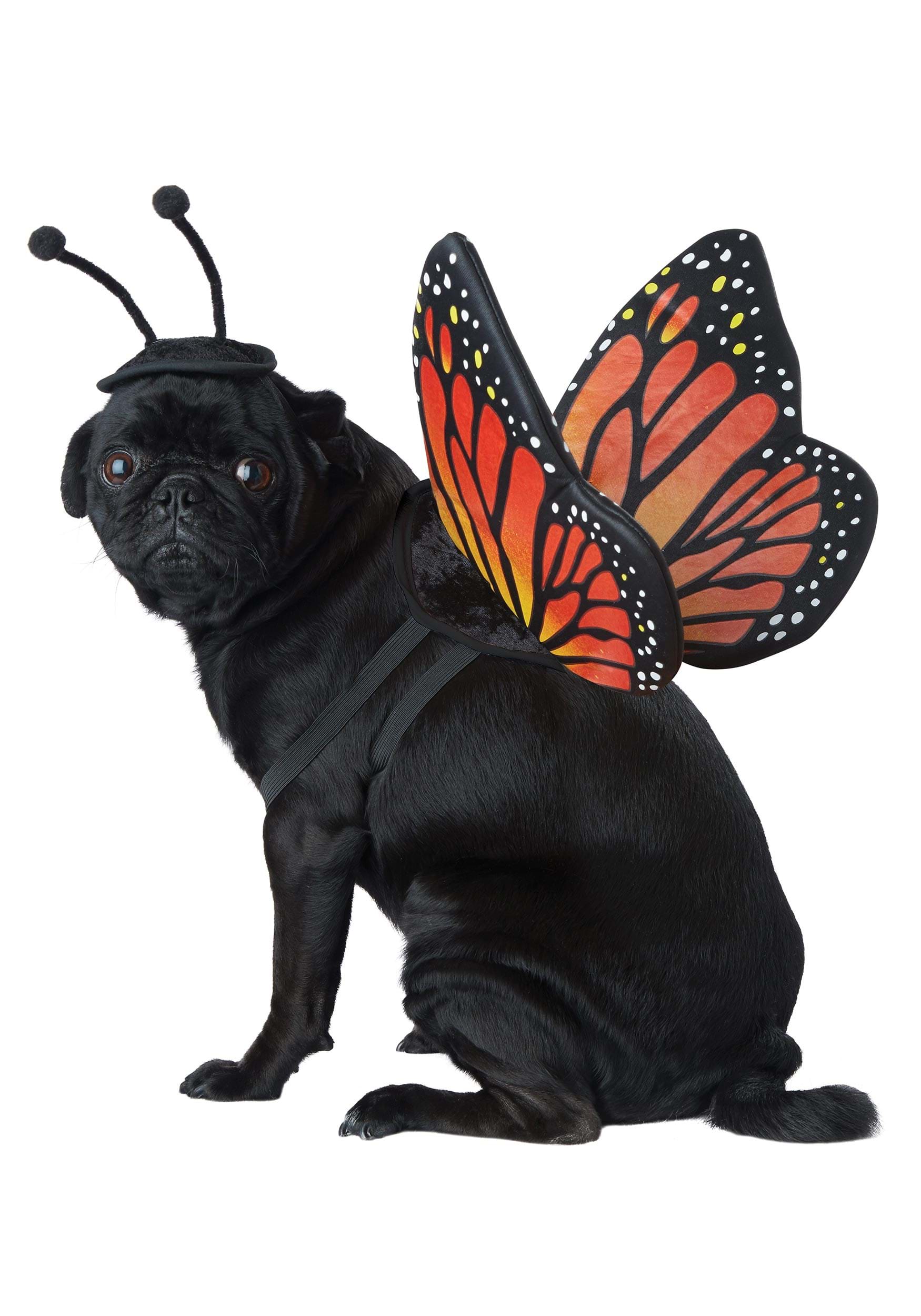 Photos - Fancy Dress California Costume Collection Pet Monarch Butterfly Wing Dog Costume Orang 