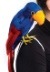 Pirate Parrot Bird Accessory2