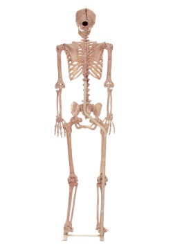 Lifesize Skeleton Metal Stand