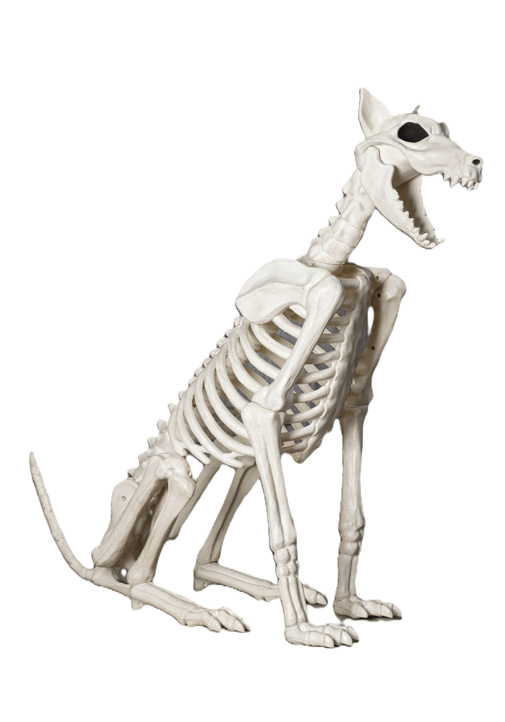 3.8FT Spike the Skeleton Dog Halloween Decoration