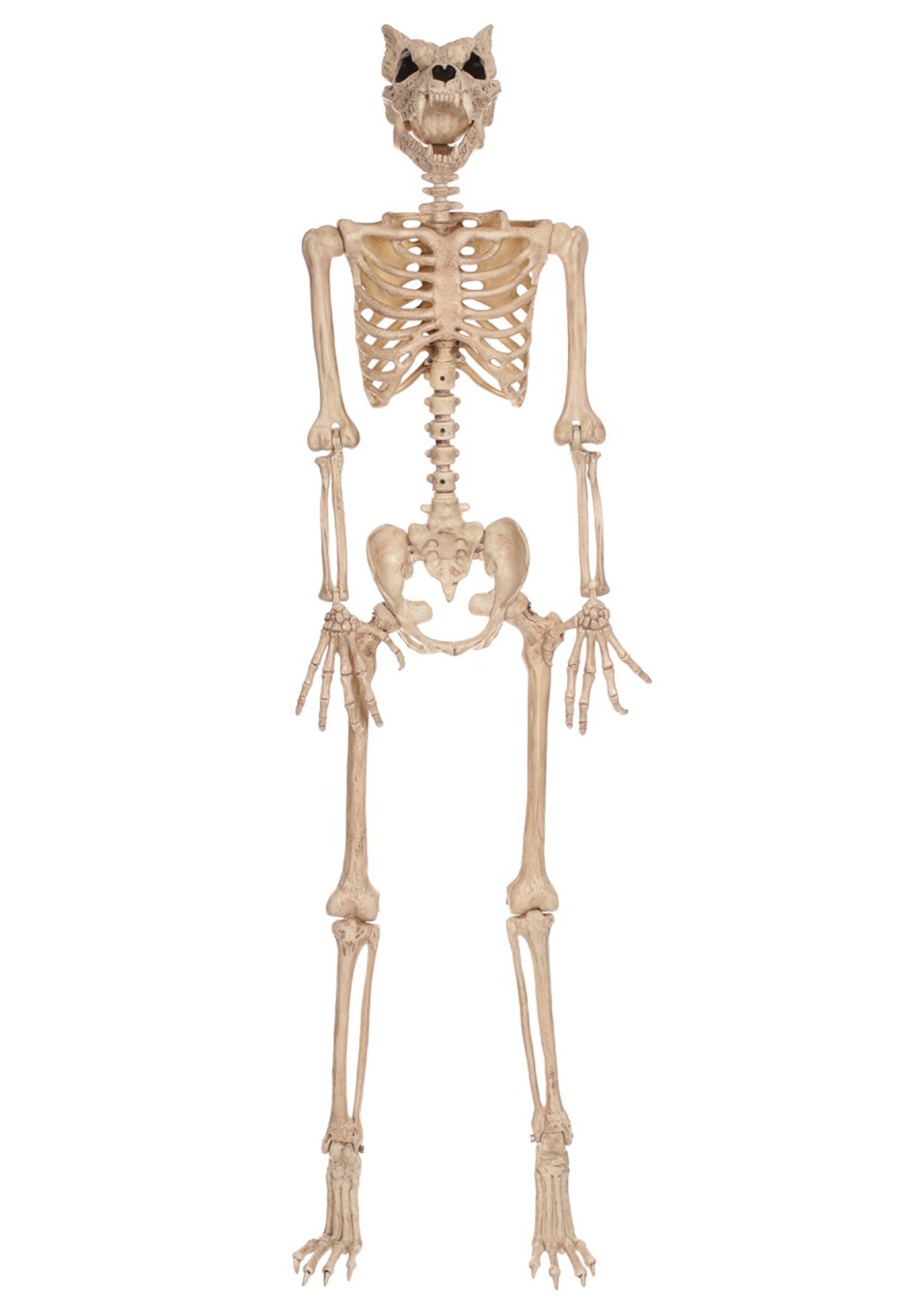 Poseable 5.3FT Werewolf Skeleton Prop | Skeleton Decorations