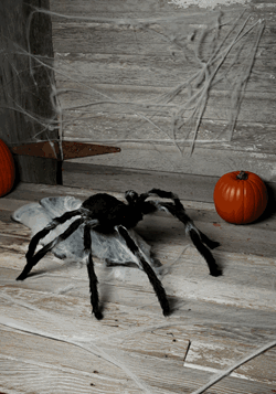 Giant Jumping Spider Decoration 36''_Update1