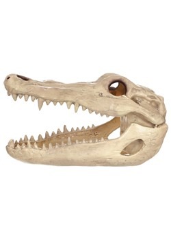13.5" Alligator Head Skeleton Halloween Prop