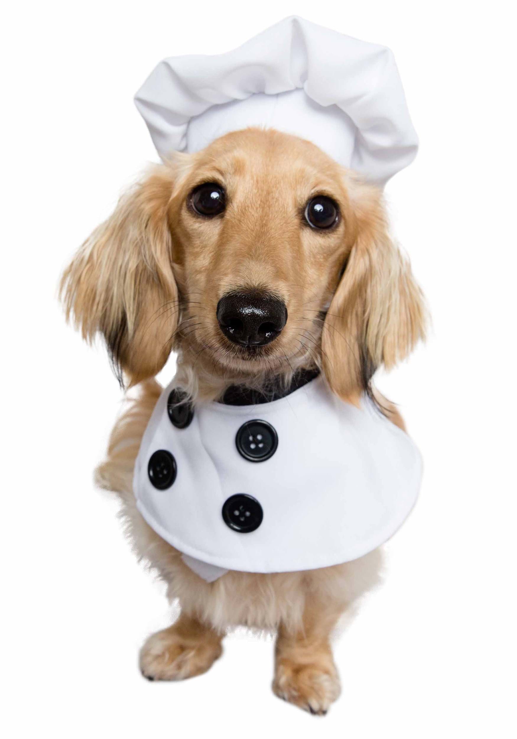 White Chef Pet Costume
