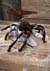 Animated Brown Jumping Spider Alt 2