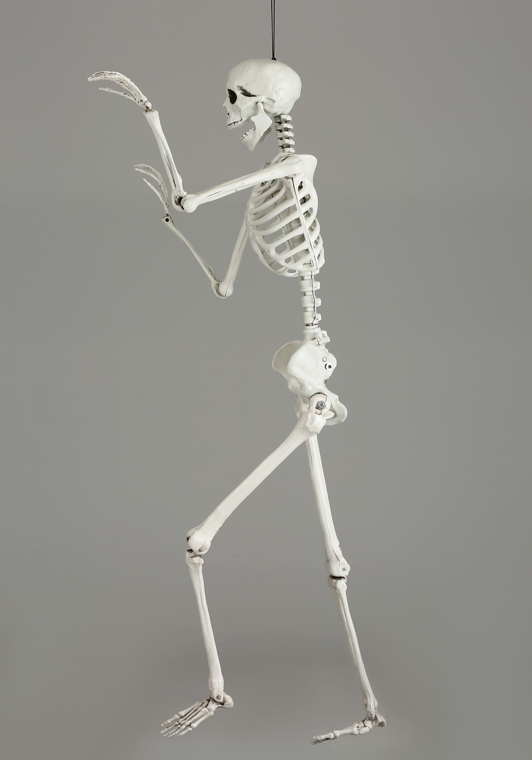 Life-Size Poseable Skeleton, 5ft