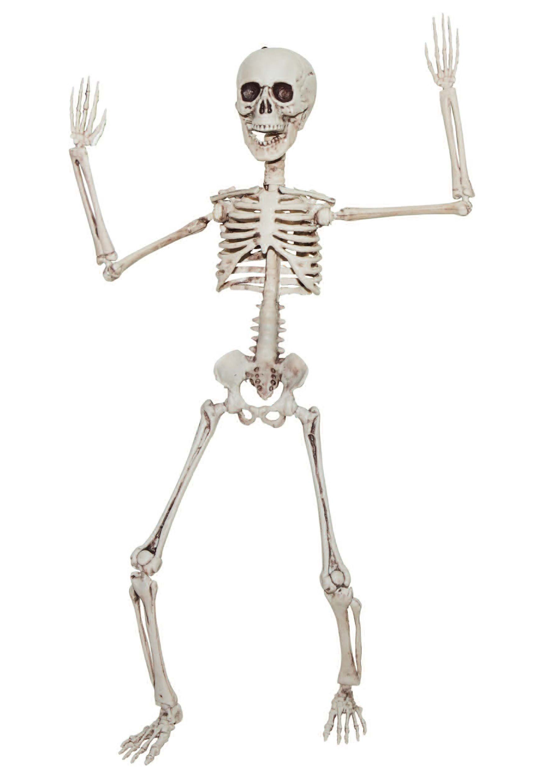 20 Inch Poseable Skeleton Decoration | Posable Skeletons