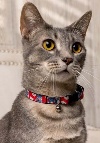 Lilo & Stitch Cat Collar Breakaway